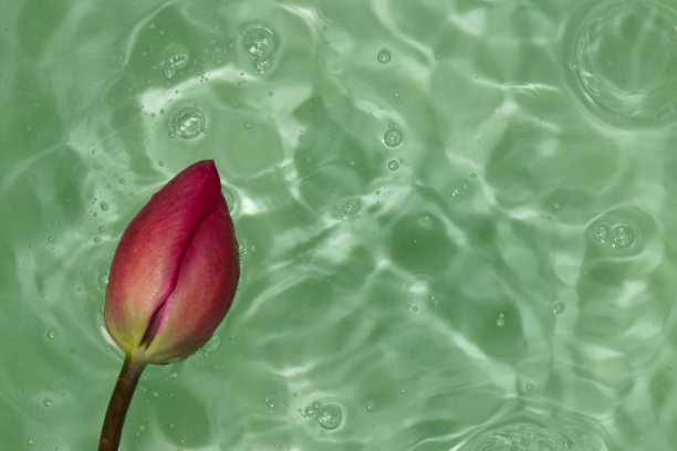 粉色花头采用透明绿色祖母绿的颜色，创意夏日概念，现代设计，构图自然图片下载