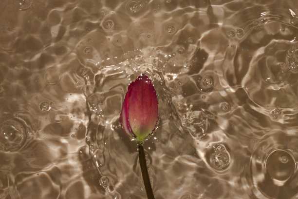 粉色花头在涟漪水金色的颜色，抽象的夏季背景，现代的设计图片下载