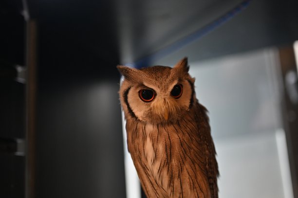 猫头鹰图片下载