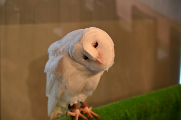 猫头鹰图片下载