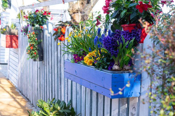 花盆里有春天的花。家居、园林装饰图片下载