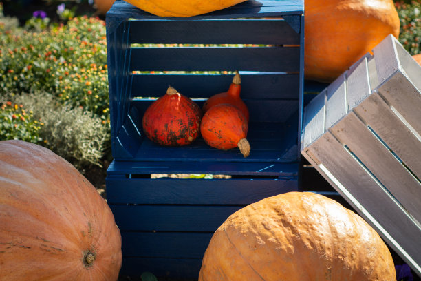 南瓜排列在秋天的构图中图片下载