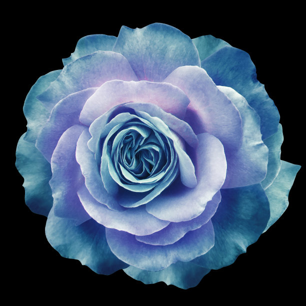 蓝绿色玫瑰花在黑色孤立背景与剪辑路径。特写镜头。为设计。大自然。图片下载