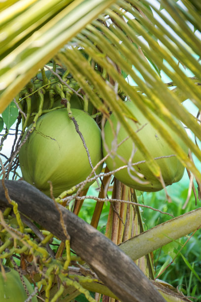 椰子果在树上图片下载