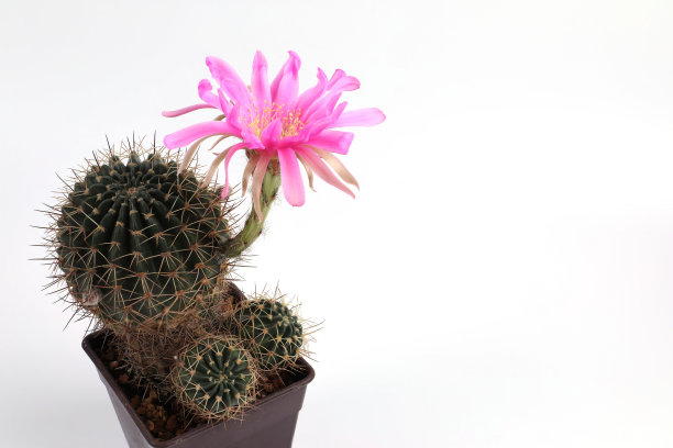 白色背景下花盆里的粉色仙人掌花。特写有拷贝空间。图片下载