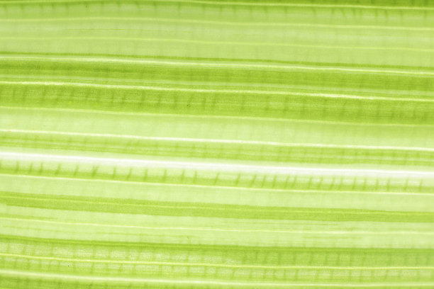 绿叶的全帧镜头。树叶的纹理和图案。图片下载