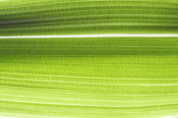 绿叶的全帧镜头。树叶的纹理和图案。图片下载