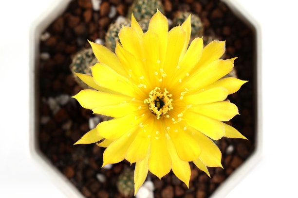 白色背景下花盆里黄色的仙人掌花。特写镜头前视图。图片下载