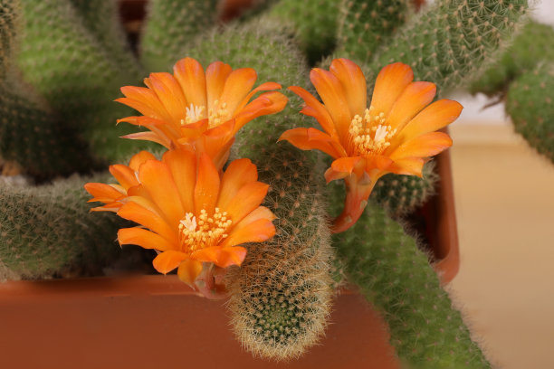 橙色仙人掌花的特写，栽在盆里图片下载