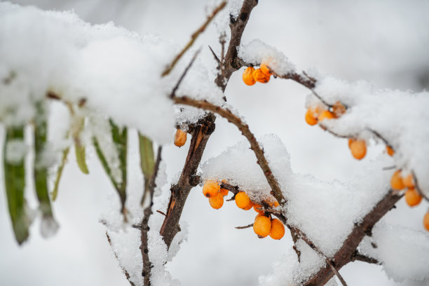 成熟的橙色沙棘浆果覆盖着冰雪，在树枝和树叶模糊的背景下。图片下载