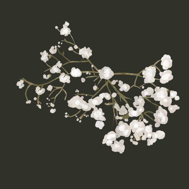 水彩画是白色的桔梗或桔梗。花组成图片下载