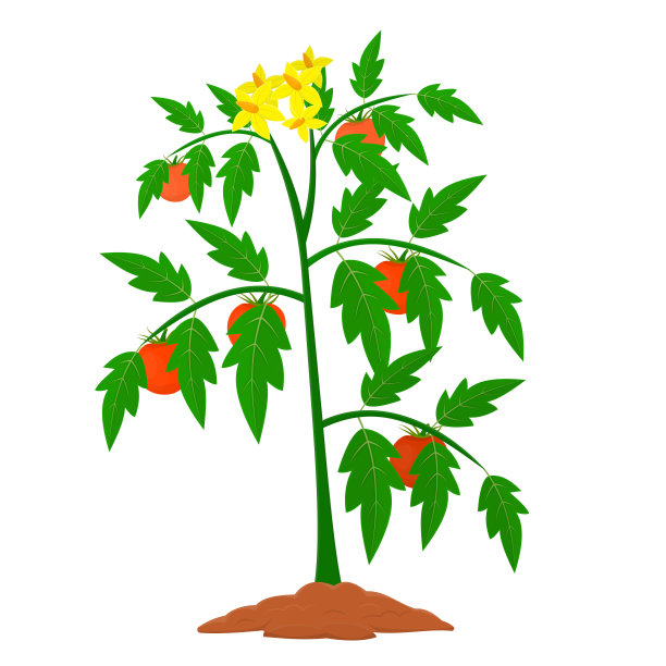 番茄植物。番茄收获，矢量插图图片下载