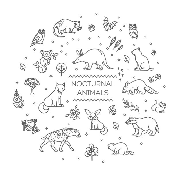 夜间活动的动物横幅。插图图片下载