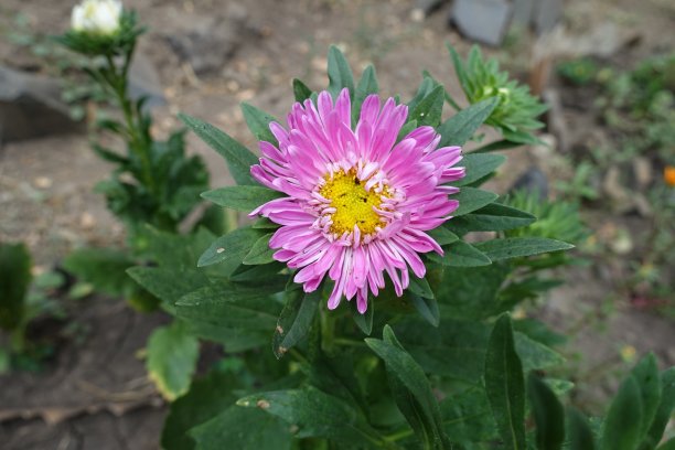 8月中旬的中国紫菀单瓣粉红色花图片下载