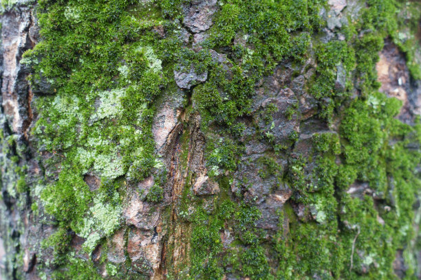 被绿色苔藓和地衣覆盖的潮湿树皮图片下载