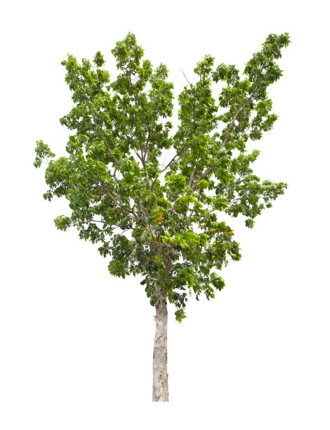 树孤立在白色背景，与剪切路径。图片下载