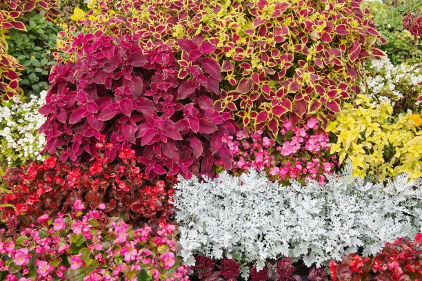 美丽的花坛和观赏植物图片下载