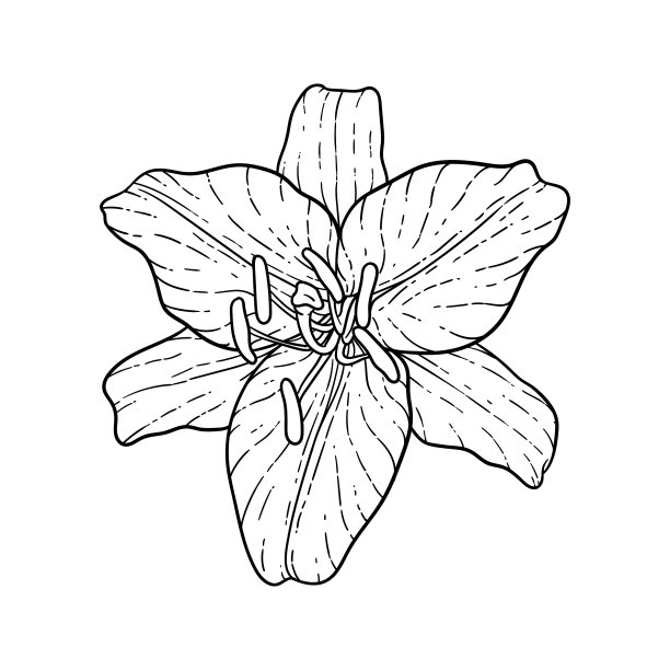 美丽的黑白花束百合图片下载