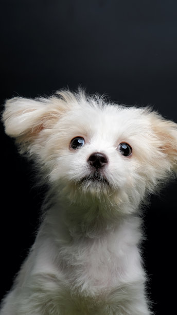 雌性马耳他小狗白色狗照片拍摄会议工作室与黑色背景上的绿色草地图片下载