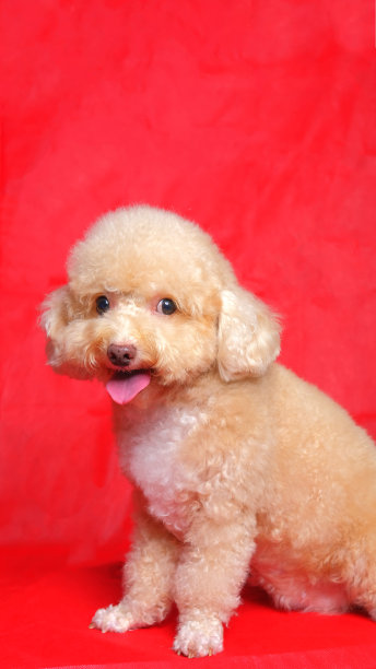 奶油奶油的女性狮子狗照片拍摄会议的工作室与红色的背景和快乐的表情图片下载