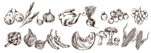 秋菜集线艺术洋蓟图片下载