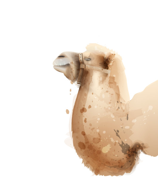 骆驼水彩孤立的白色图标画图片下载