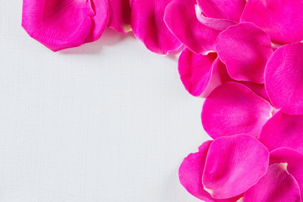 玫瑰的彩色花瓣，孤立在白色上。图片下载