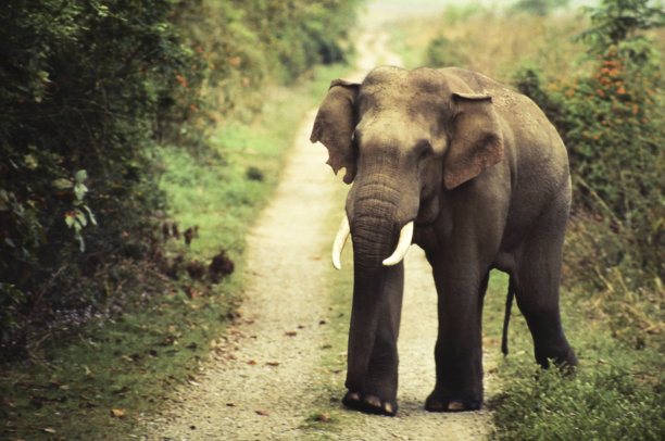 大象站在地上的肖像图片下载
