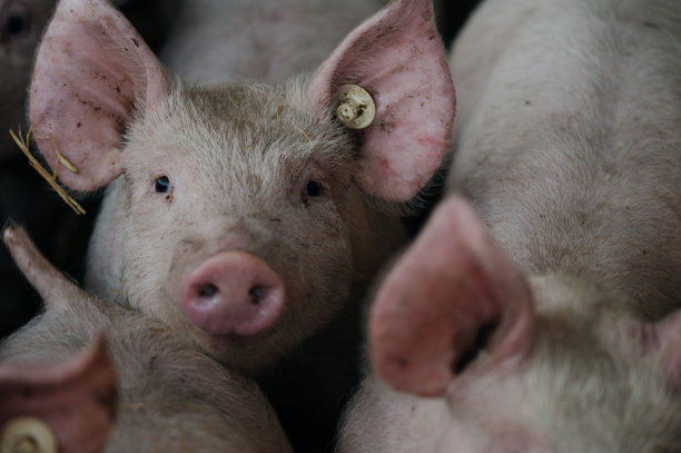 一些猪在养猪图片下载