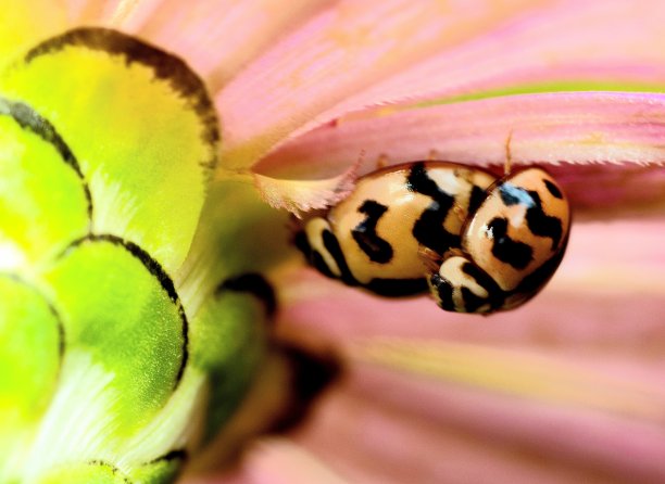 交配甲虫昆虫对花-动物的行为。图片下载
