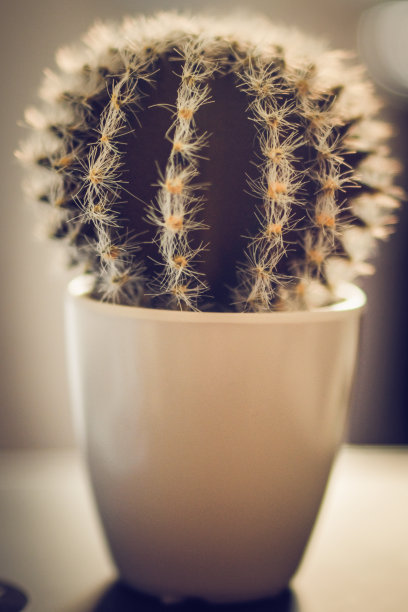 失去了小仙人掌图片下载