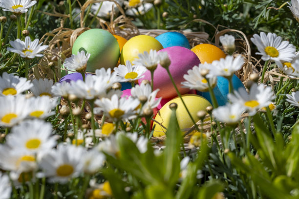 彩色的复活节彩蛋藏在白色的雏菊后面图片下载