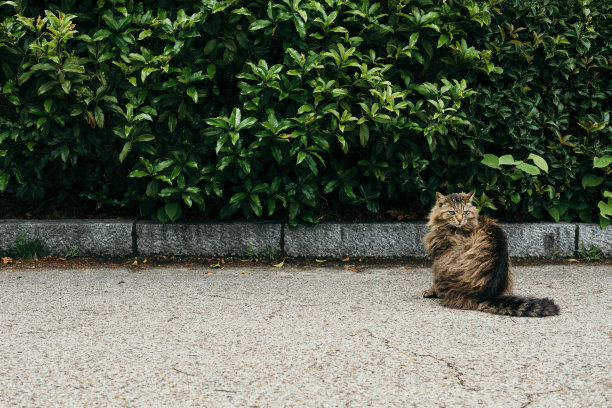 坐在植物前的长毛猫图片下载