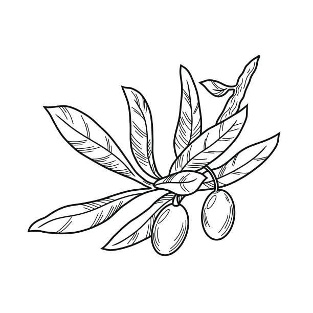 带有浆果的小橄榄枝，单色植物插图，用于包装橄榄和橄榄油图片下载