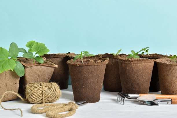 蓝色背景上是黄瓜和西红柿的幼苗和园艺工具。图片下载