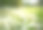 春天或夏天长满蒲公英的乡村草地。图片下载