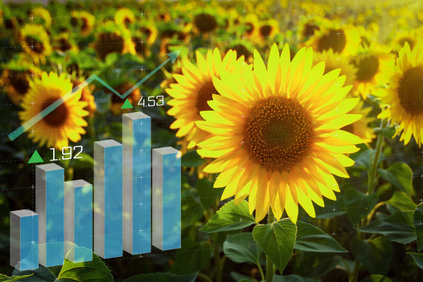 全球粮食危机作物向日葵。对出口实行禁运和制裁图片下载