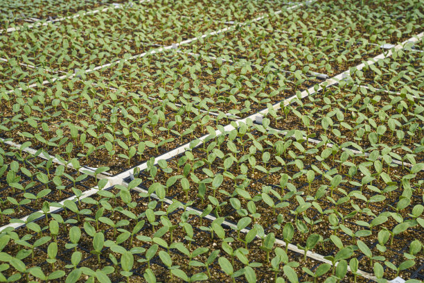 在现代温室中生长的甜瓜幼苗图片下载