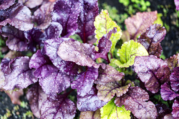 紫色和绿色甜菜叶生长在户外花园图片下载