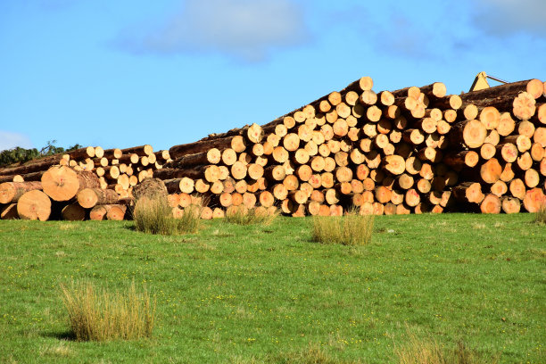 乡村松树采伐景观图片下载