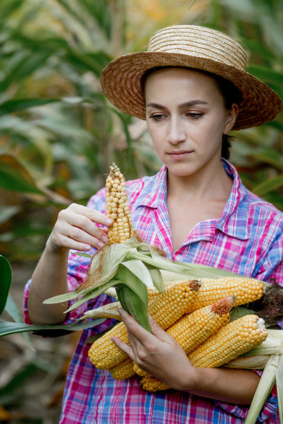 农民正在地里看着玉米幼苗的发芽。分析今年的收益率图片下载