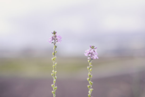 创意布局由紫色的花朵和绿色的叶子组成。平的。Natute概念图片下载