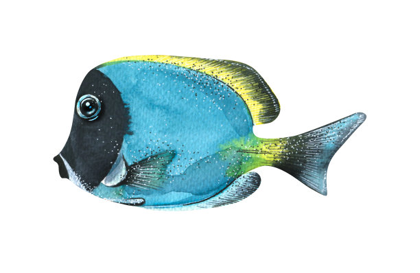 水彩插图的热带海洋鱼孤立。明亮的，珊瑚色的，水族箱色的，蓝色的。用于设计、装饰、海报。明信片版画插图。图片下载