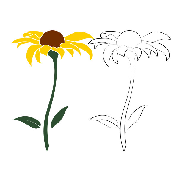 集两个开放的向日葵花向量轮廓和彩色插图孤立在白色背景。矢量素描风格俯视图手绘野生，太阳花，假向日葵。图片下载