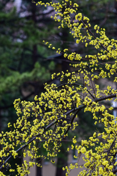 在绿色的松林背景上有浓密排列的黄花的树枝。库存图片图片下载
