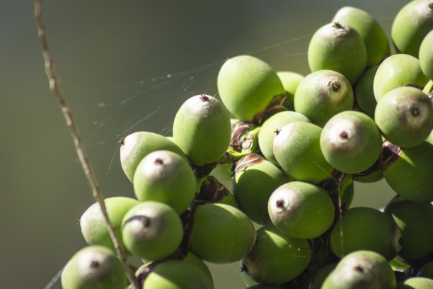 热带水果-几内亚白杆菌图片下载