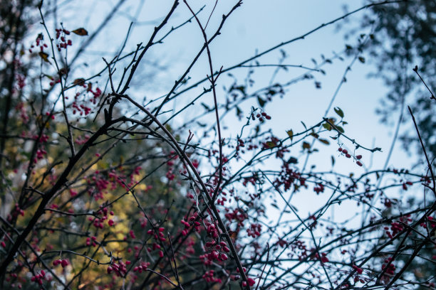 野生红浆果图片下载