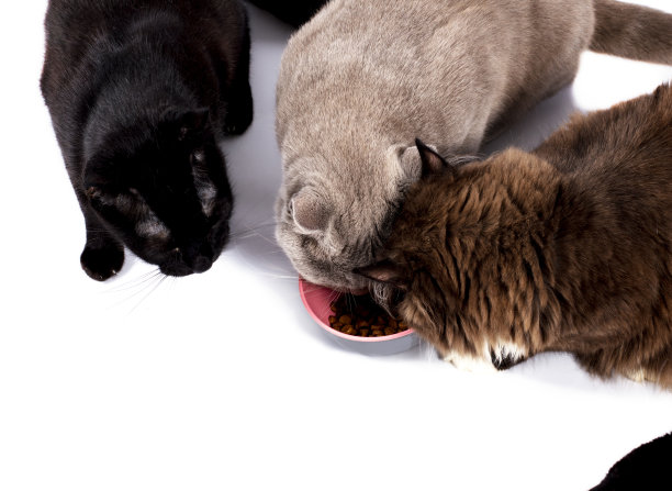 三只苏格兰猫在白色背景下吃碗里的食物图片下载