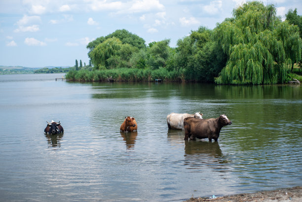 牛在河里洗澡。这张照片是在一个炎热的天气里拍摄的。图片下载