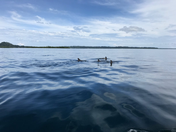 巴拿马加勒比海岸博卡斯德尔托罗的萨帕提拉群岛一日游中拍摄的海豚图片。巴拿马博卡斯海豚湾。海豚游泳。图片下载